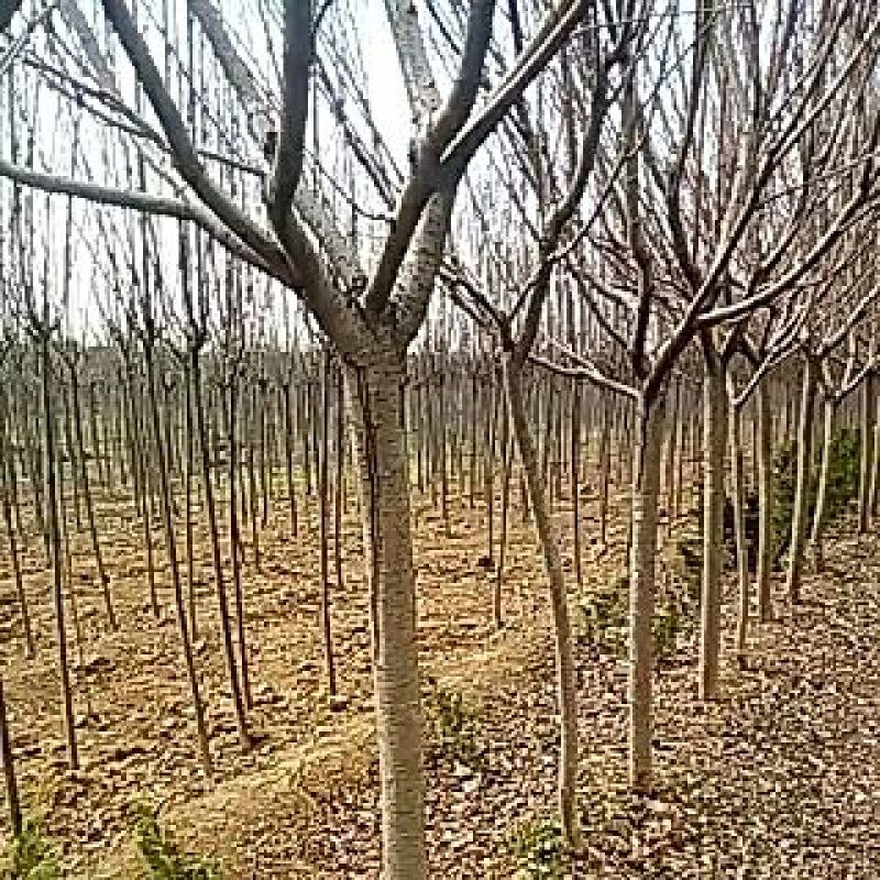 樱花树
