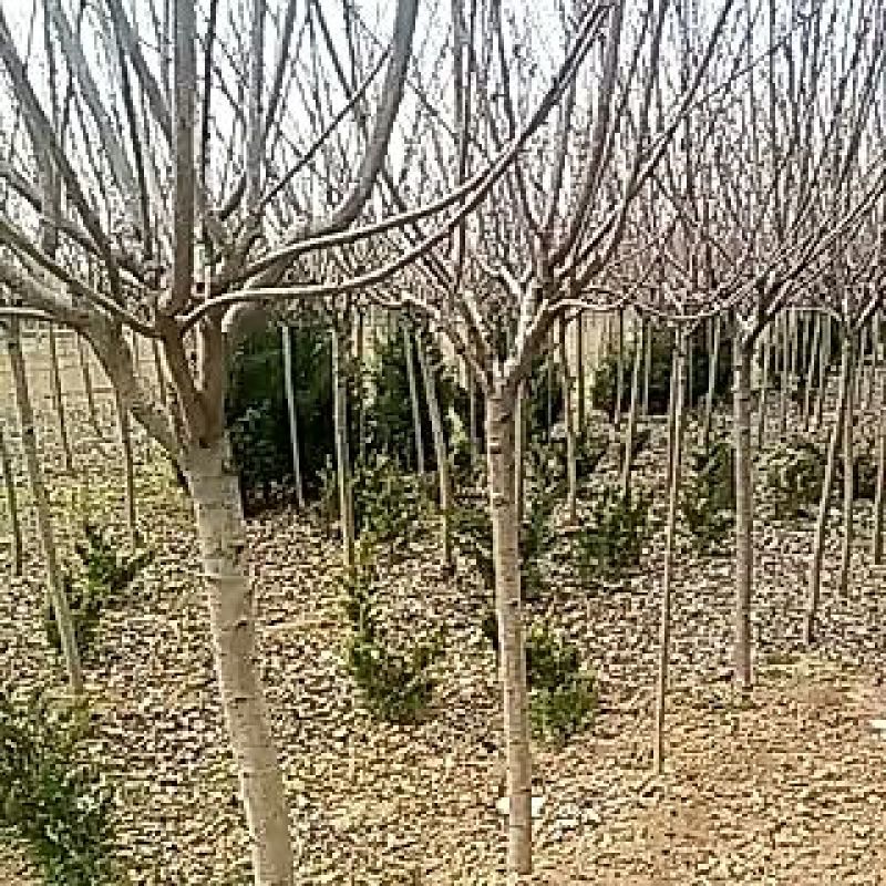 樱花树