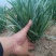 大叶韭菜头茬