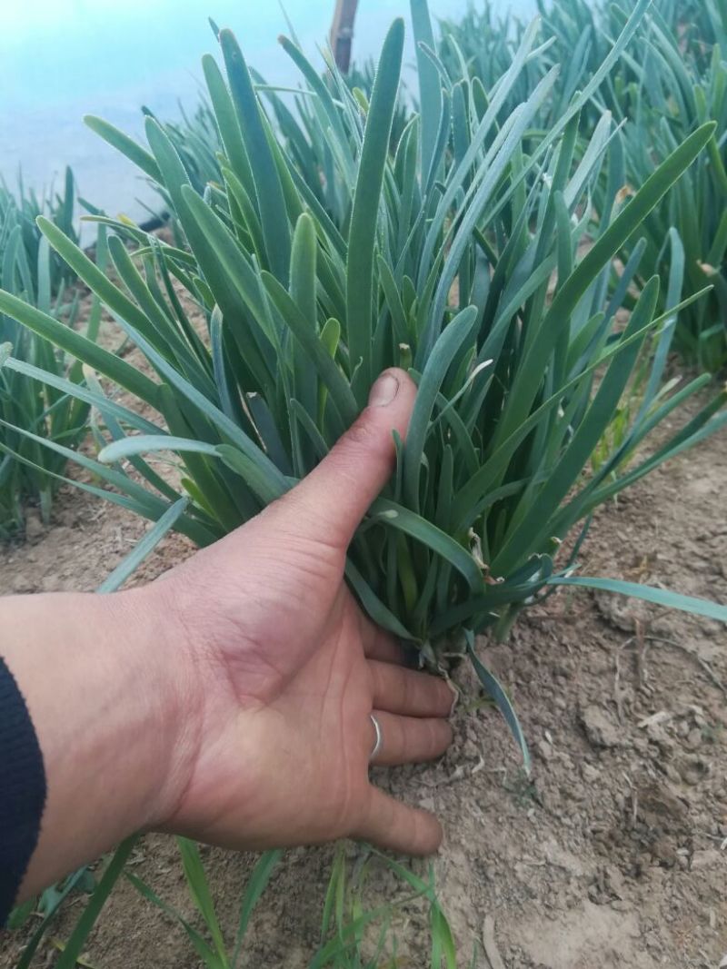 大叶韭菜头茬