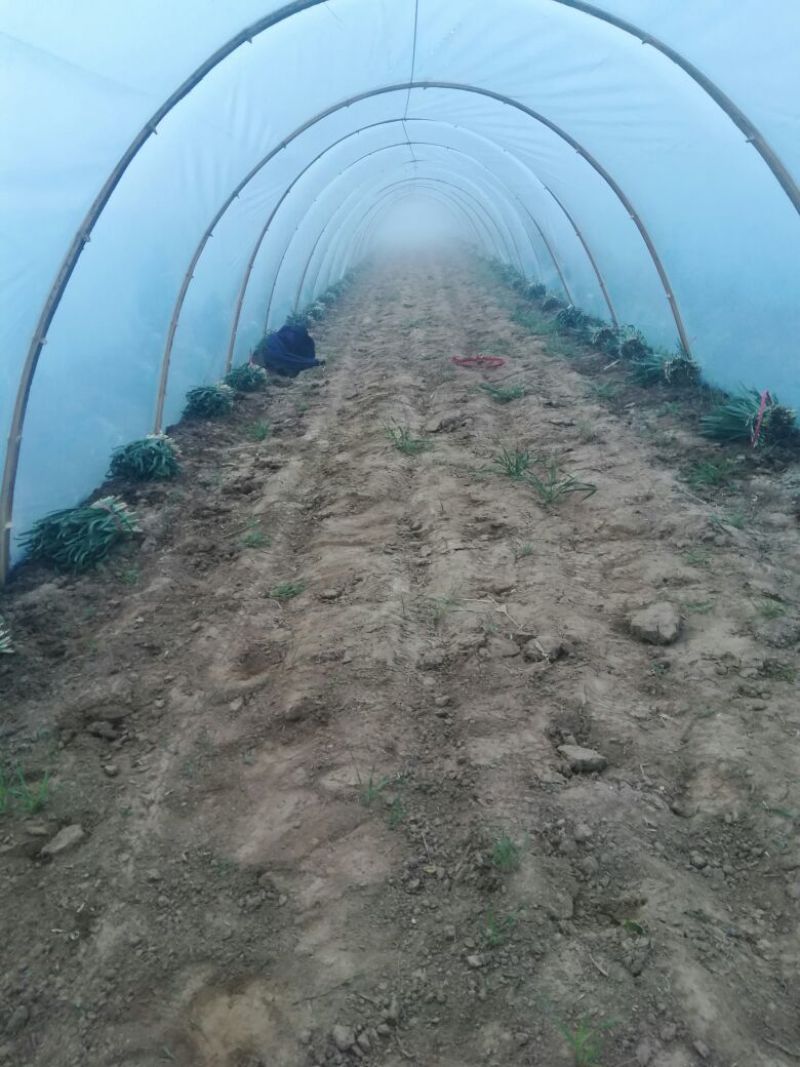 大叶韭菜头茬