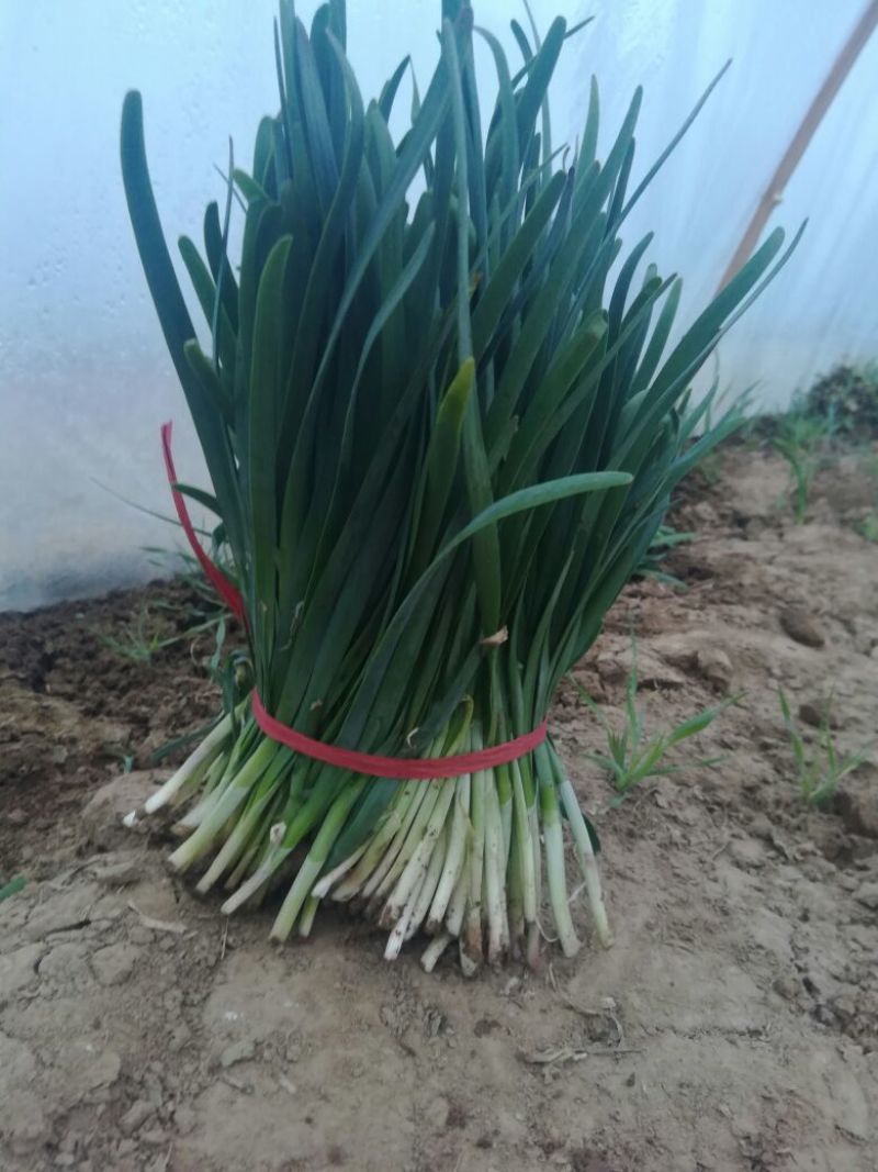 大叶韭菜头茬