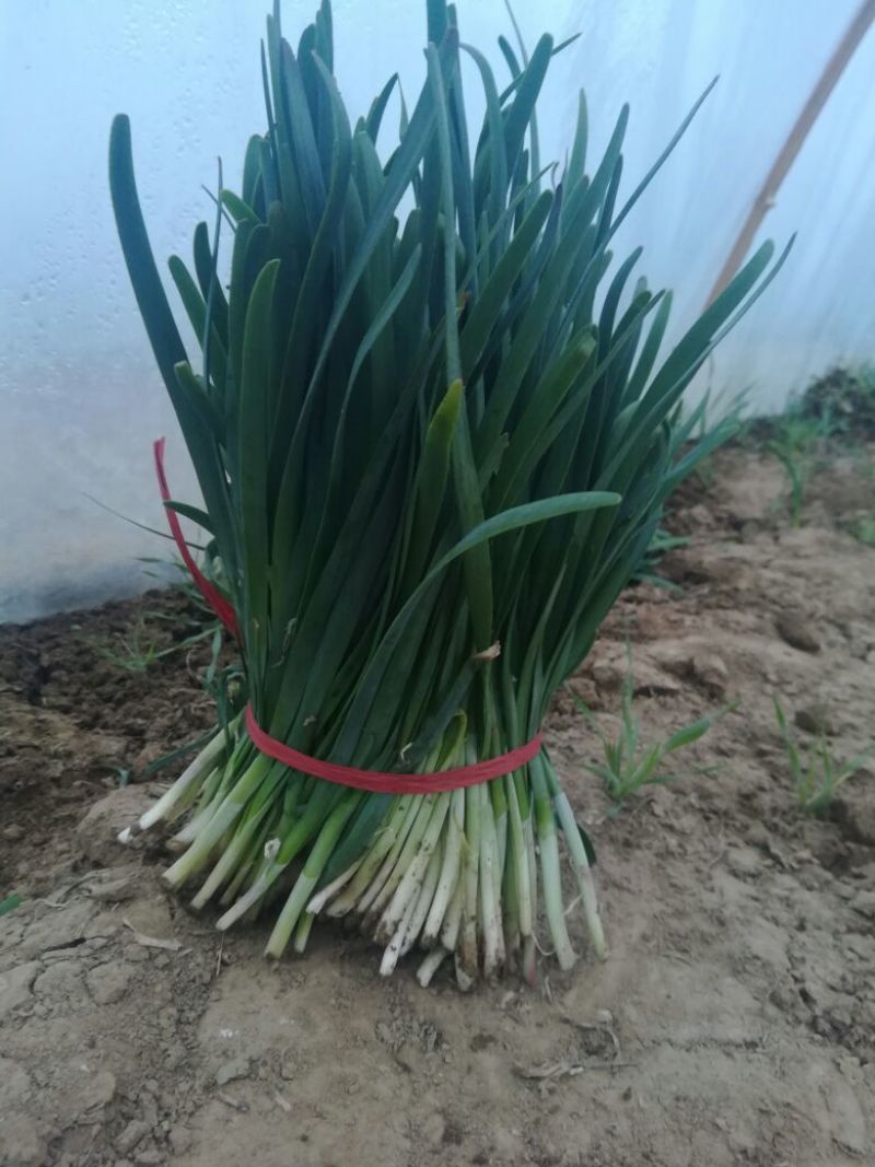 大叶韭菜头茬