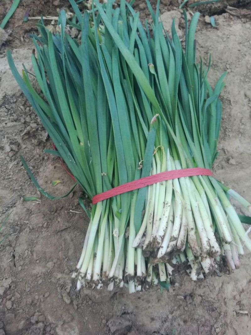 大叶韭菜头茬