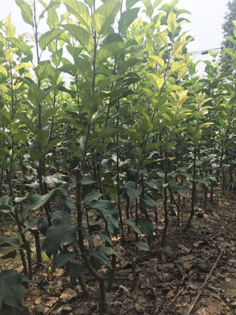 矮化中间砧苹果树苗矮化苗烟富苹果苗苗圃现挖现发包纯正