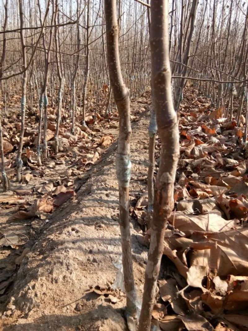 矮化中间砧苹果树苗矮化苗烟富苹果苗苗圃现挖现发包纯正