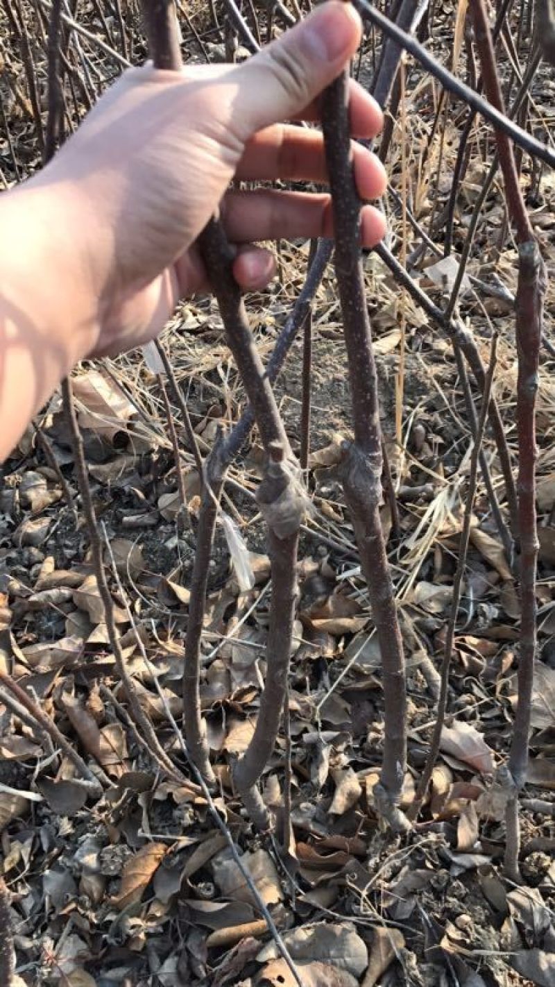 矮化中间砧苹果树苗矮化苗烟富苹果苗苗圃现挖现发包纯正