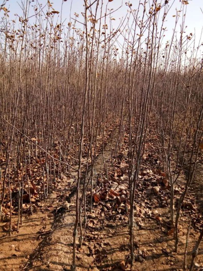 矮化中间砧苹果树苗矮化苗烟富苹果苗苗圃现挖现发包纯正