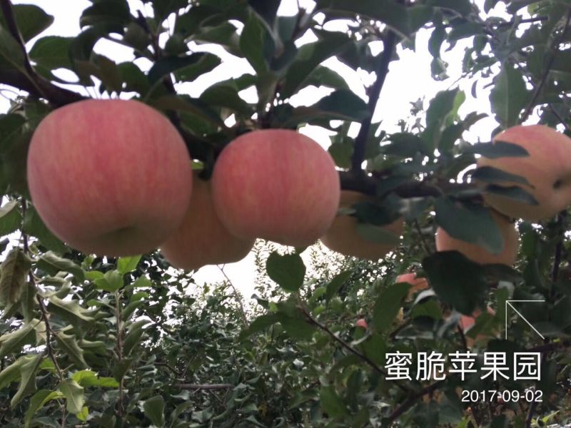 矮化中间砧苹果树苗矮化苗烟富苹果苗苗圃现挖现发包纯正