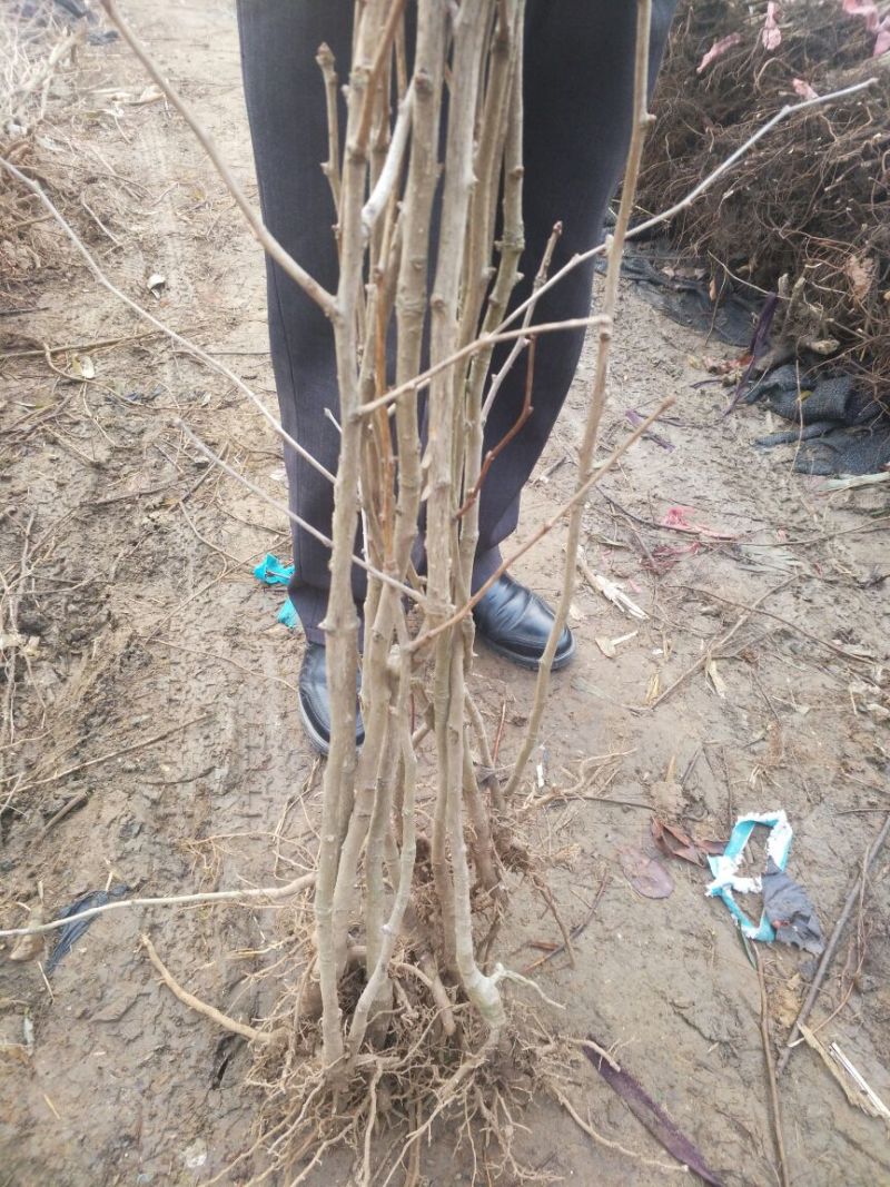银杏苗银杏小苗白果苗白果树白果树苗农户现挖苗