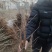 银杏苗银杏小苗白果苗白果树白果树苗农户现挖苗
