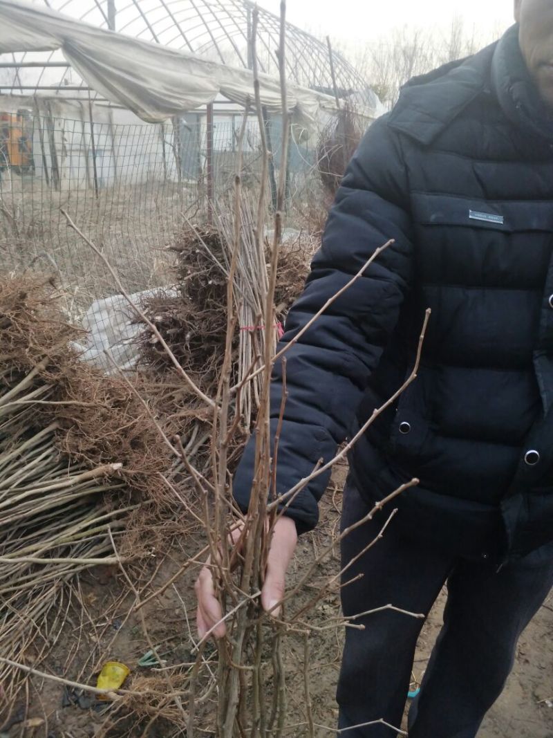 银杏苗银杏小苗白果苗白果树白果树苗农户现挖苗