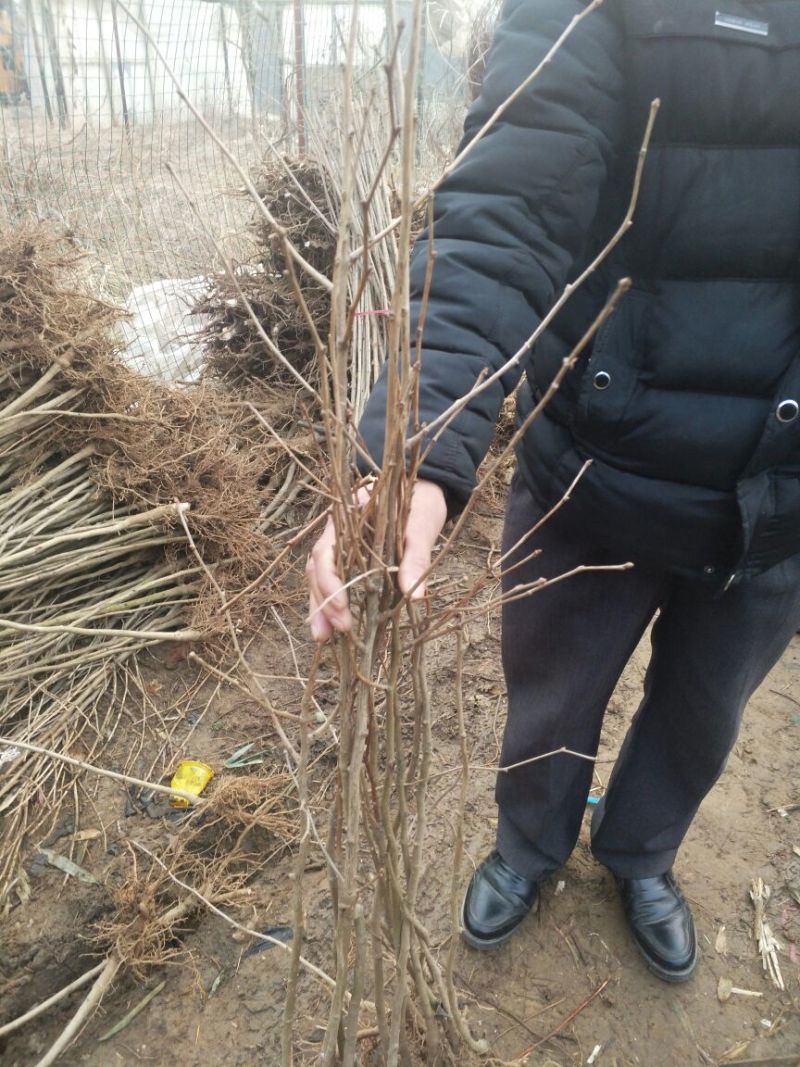 银杏苗银杏小苗白果苗白果树白果树苗农户现挖苗