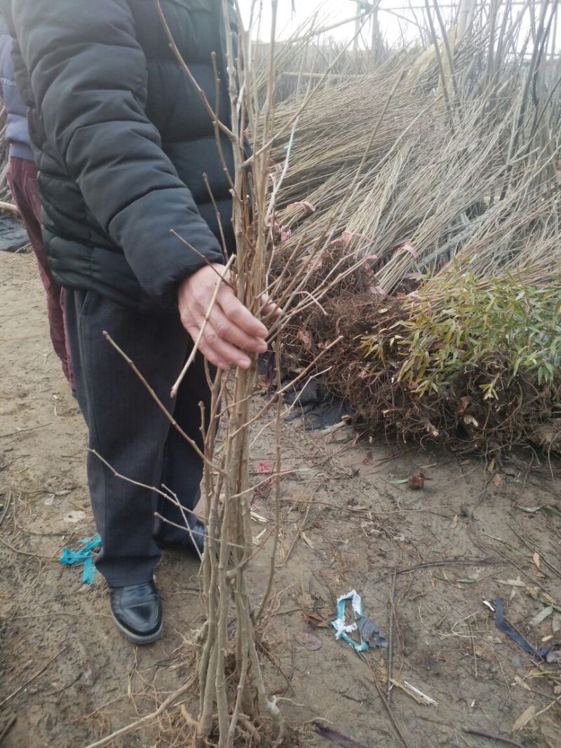 银杏苗银杏小苗白果苗白果树白果树苗农户现挖苗