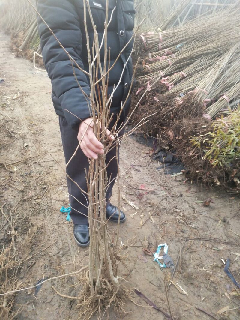 银杏苗银杏小苗白果苗白果树白果树苗农户现挖苗