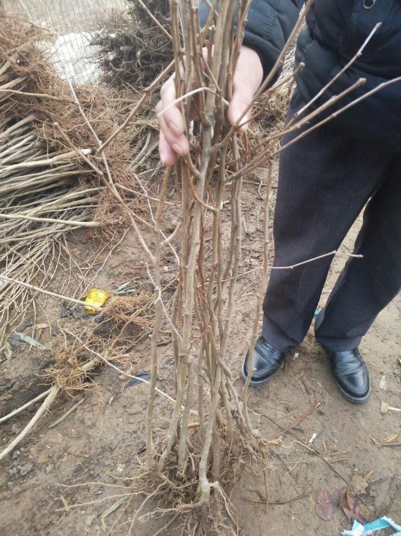 银杏苗银杏小苗白果苗白果树白果树苗农户现挖苗