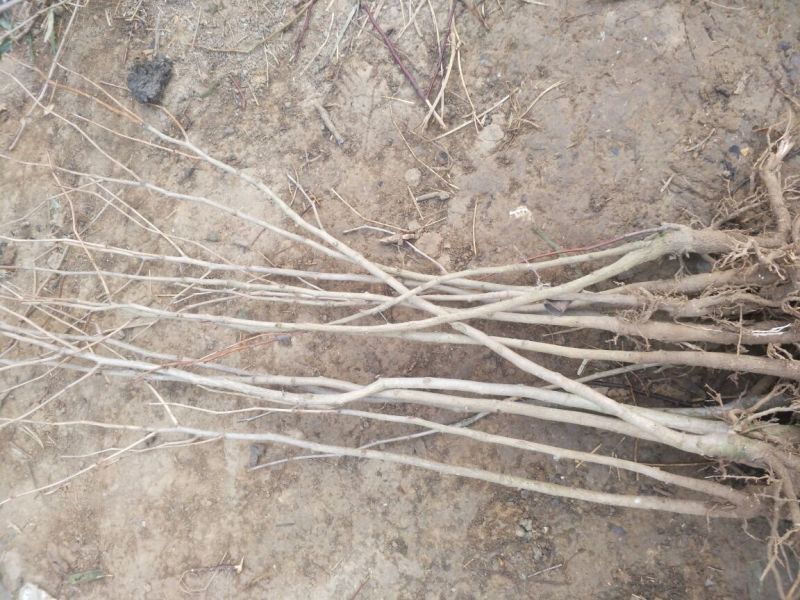 银杏苗银杏小苗白果苗白果树白果树苗农户现挖苗