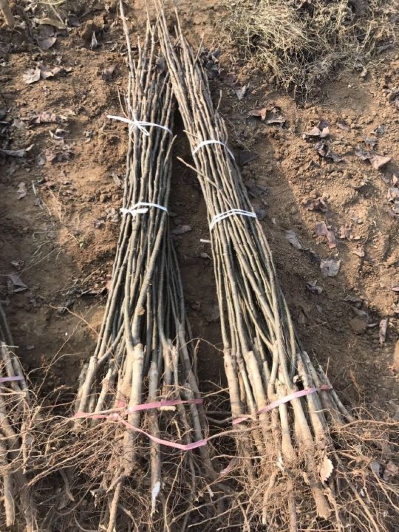 苗圃现挖秋月梨树苗山农酥梨苗1年苗2年苗规格全