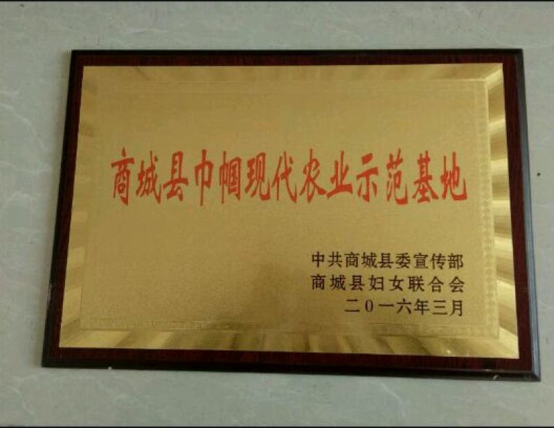 南方红豆杉4cm高度二米