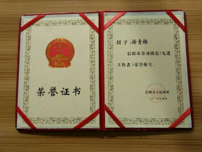 南方红豆杉4cm高度二米