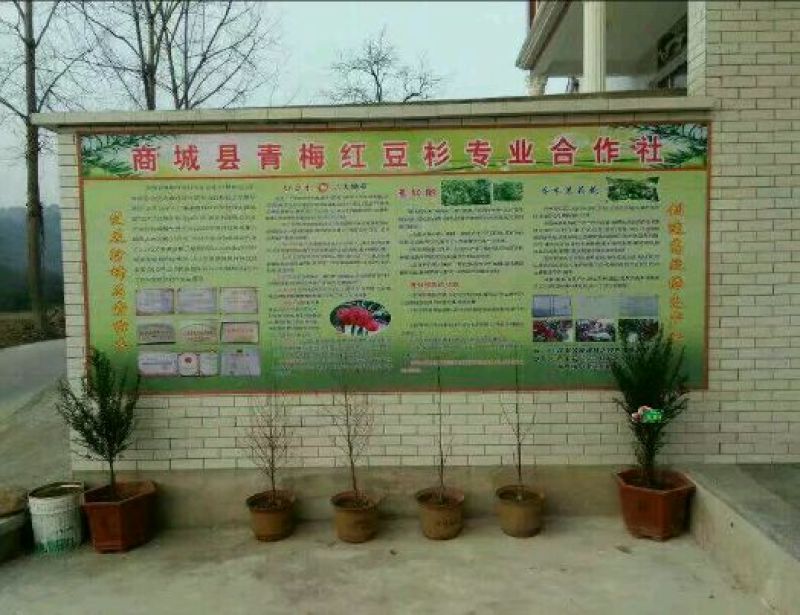 南方红豆杉4cm高度二米