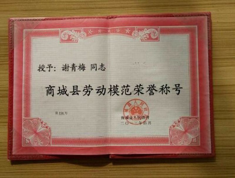 南方红豆杉4cm高度二米