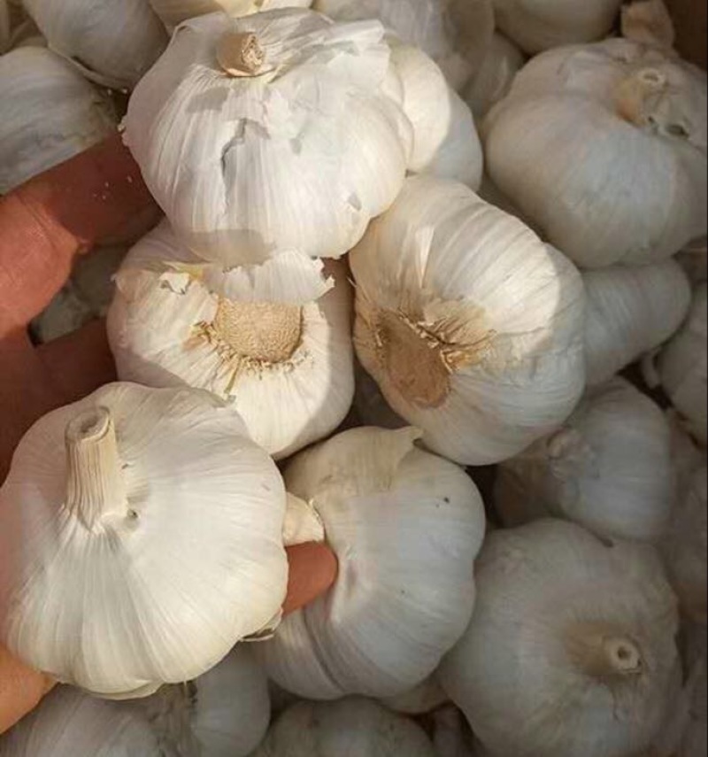 白皮蒜5cm~5.5cm干蒜
