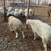 绵羊50~80斤/头