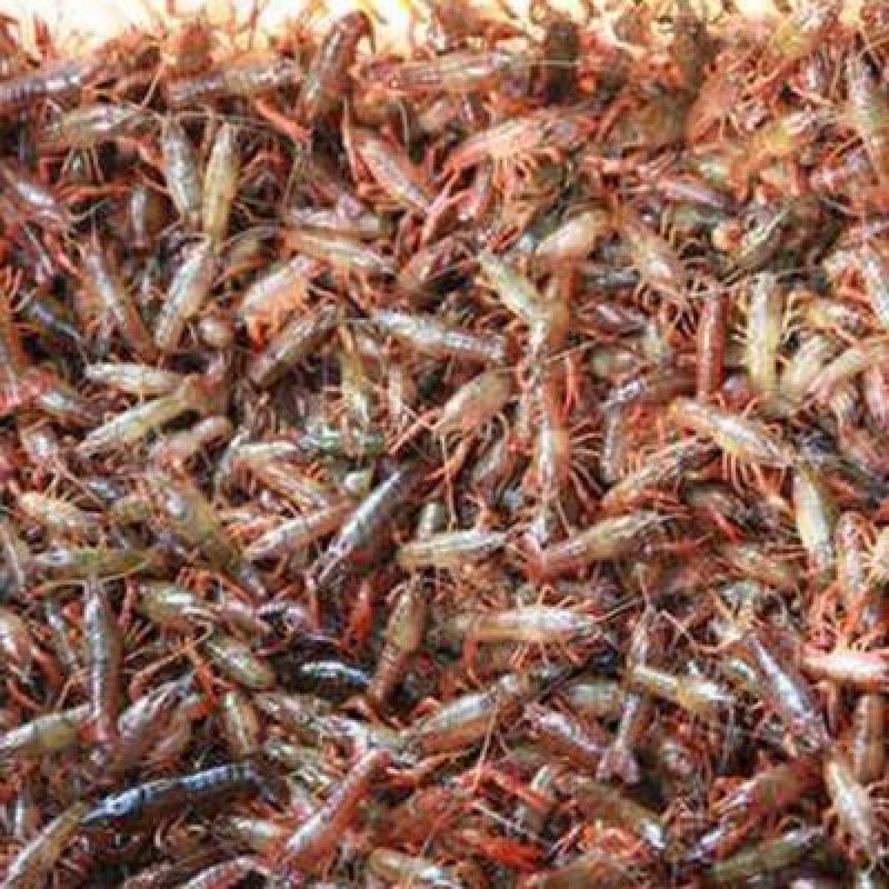 龙虾苗虾苗需要的关注留言包技术支持技术指导1对1帮扶