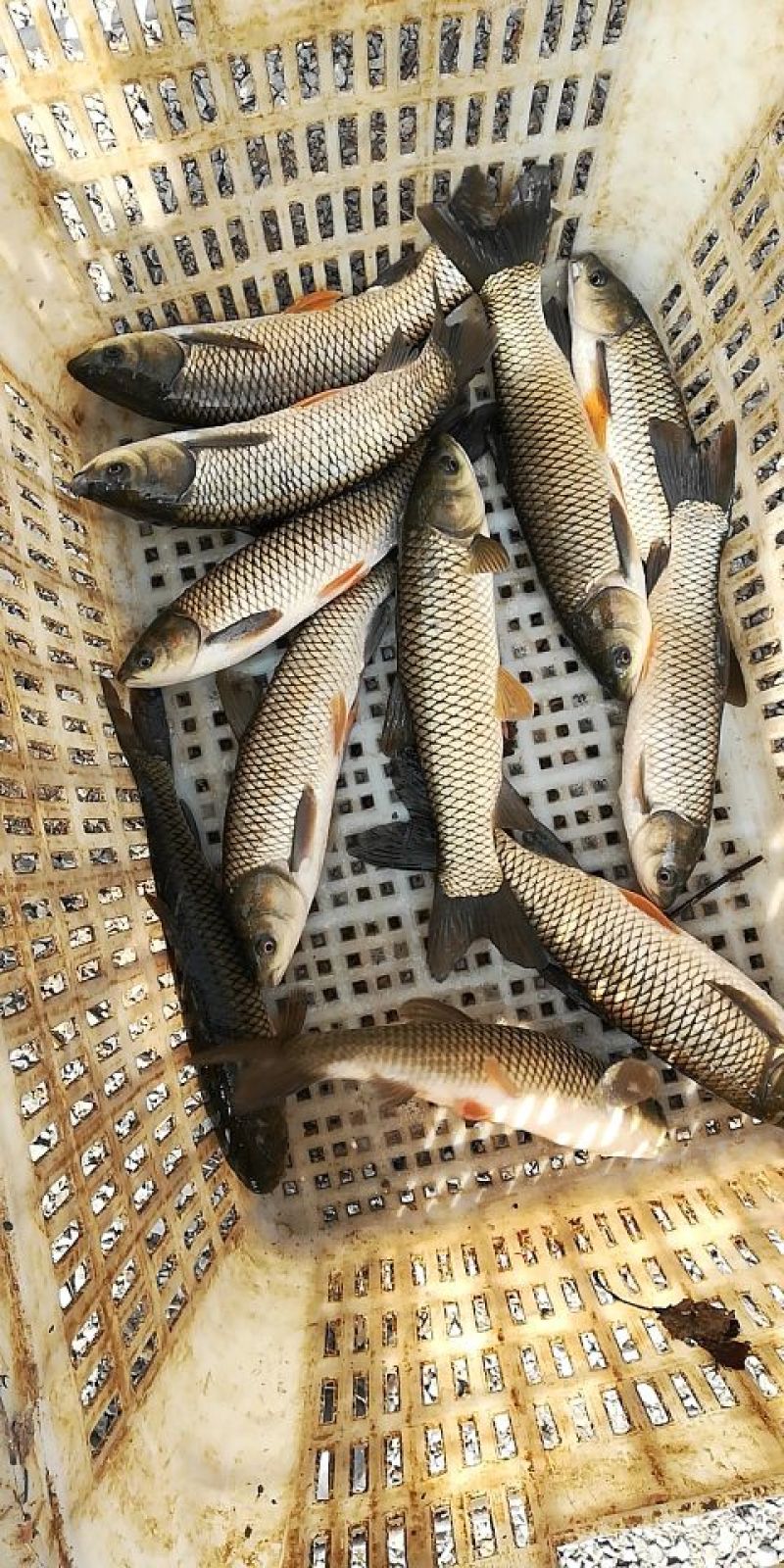 黄金鲫单尾重1两到2两