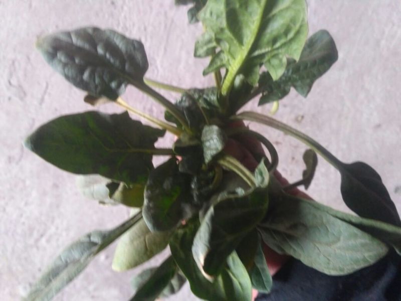 菠菜10~15厘米