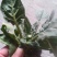 菠菜10~15厘米