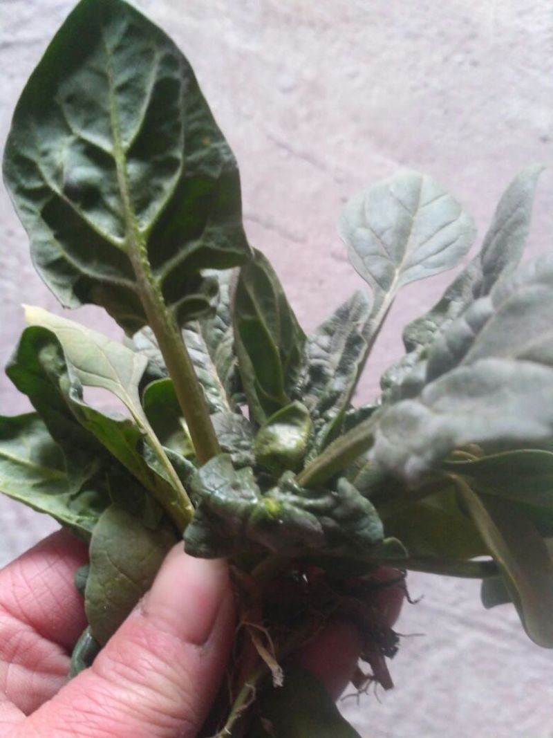 菠菜10~15厘米