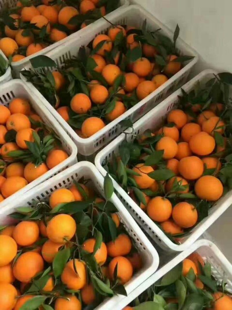 伦晚脐橙柚子芦柑自产自销看货采摘保质保量