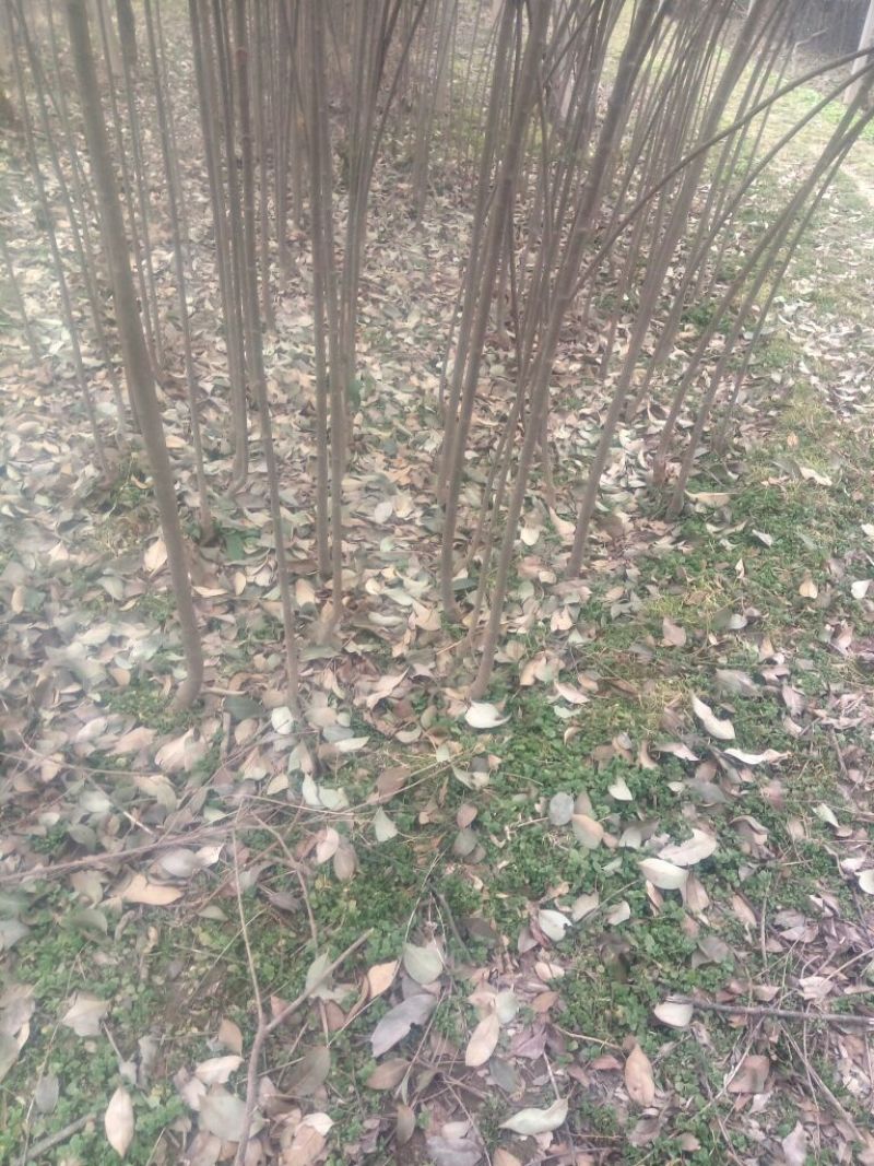 大叶女贞4cm以下