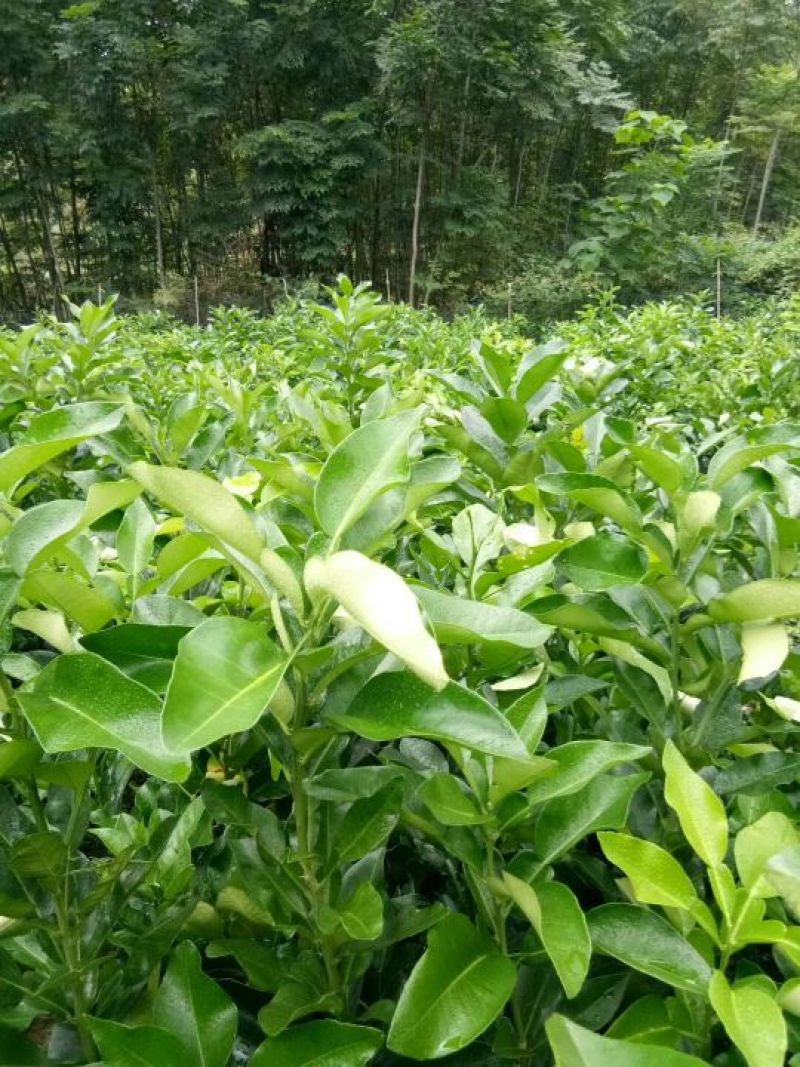 夏橙苗纽荷尔脐橙苗！南丰苗！碰柑苗！国庆一号