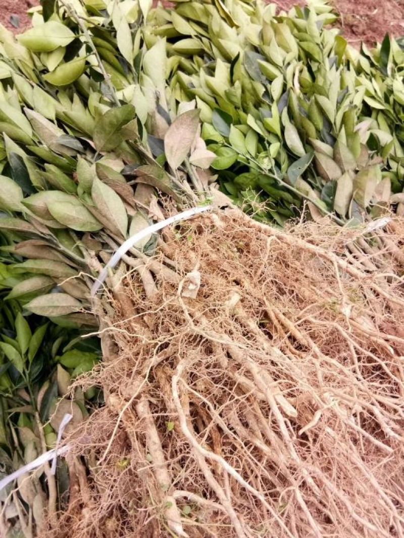 夏橙苗纽荷尔脐橙苗！南丰苗！碰柑苗！国庆一号