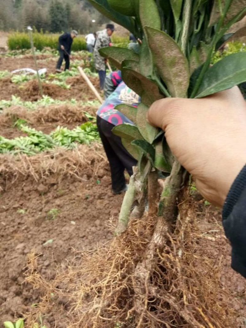 夏橙苗纽荷尔脐橙苗！南丰苗！碰柑苗！国庆一号