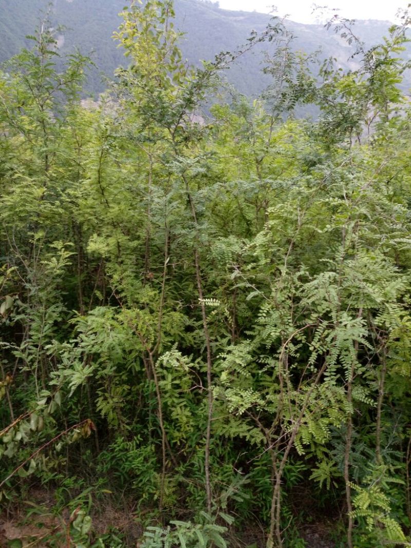 皂角树2~4cm4cm以下1.5~2米