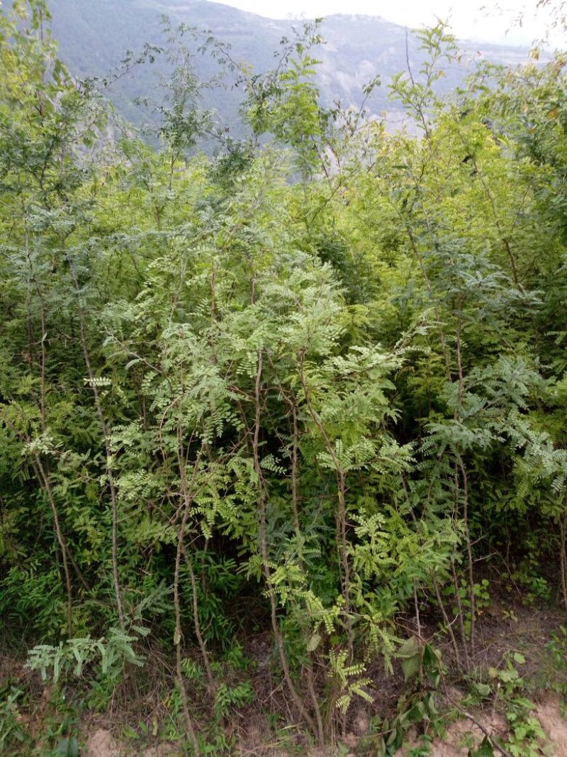 皂角树2~4cm4cm以下1.5~2米