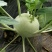 百万亩蔬菜种植区域直采市场欢迎您苤蓝