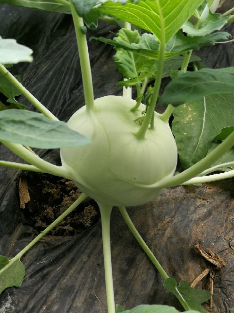 百万亩蔬菜种植区域直采市场欢迎您苤蓝