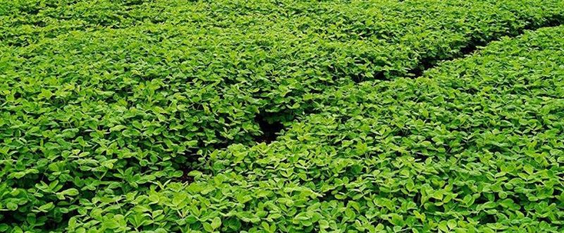 黑花生油自产自销，传统工艺，先进技术压榨油