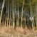 绿竹15~16m