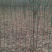 海棠4~6cm4~6cm4~6cm