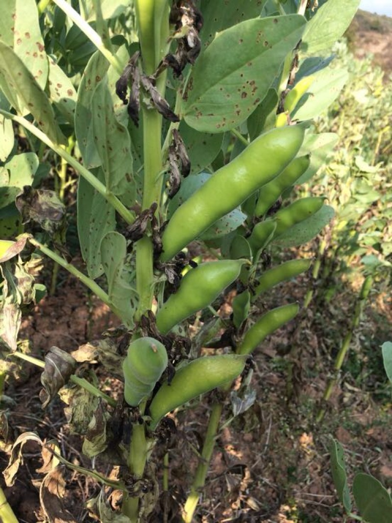 崇礼蚕豆优等品