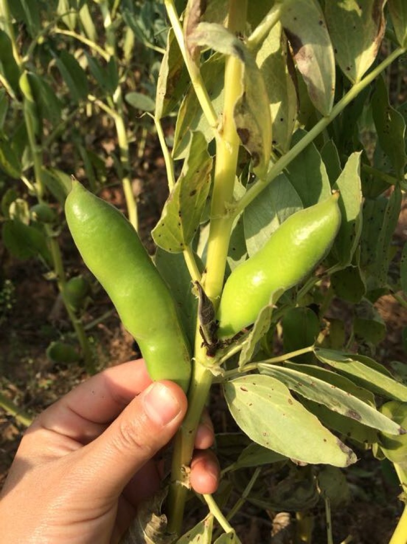 崇礼蚕豆优等品