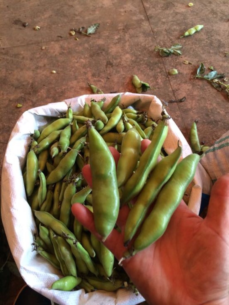 崇礼蚕豆优等品