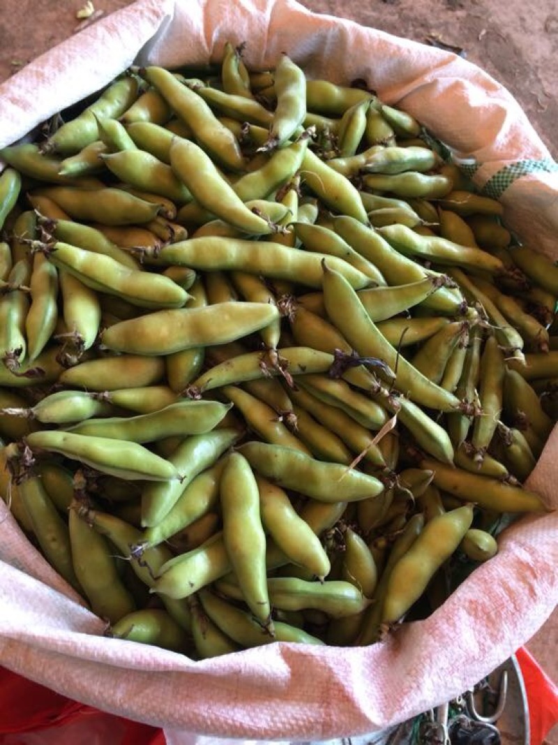崇礼蚕豆优等品