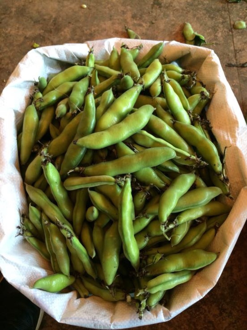 崇礼蚕豆优等品